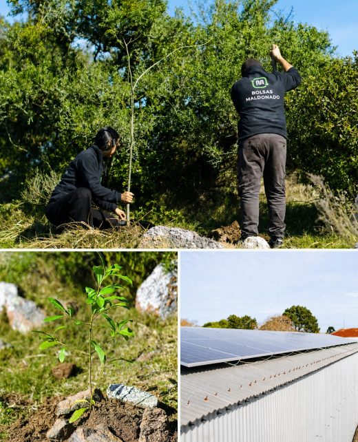 Equipo de Bolsas Maldonado plantando árboles y paneles solares de la planta